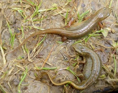 Lissotriton