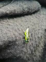 Rhogogaster picta