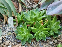 Echeveria agavoides