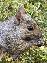 Sciurus carolinensis