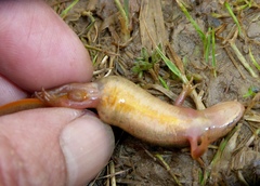 Lissotriton