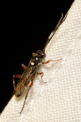 Apaeleticus bellicosus