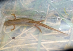 Lissotriton
