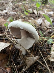 Agaricus sylvicola