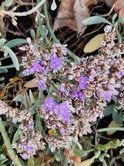Limonium vulgare