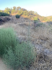 Stephanomeria diegensis