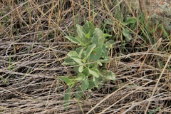 Physalis pumila hispida