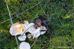 Hygrophorus chrysodon