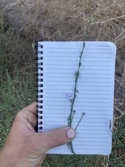 Stephanomeria diegensis