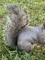 Sciurus carolinensis