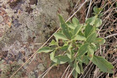 Physalis pumila hispida