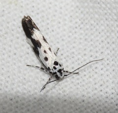 Ethmia quadrillella