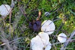 Hygrophorus chrysodon