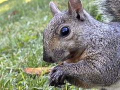 Sciurus carolinensis