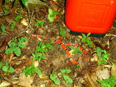 Micrurus corallinus