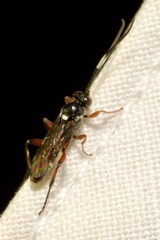 Apaeleticus bellicosus