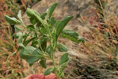 Physalis pumila hispida