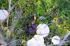 Hygrophorus chrysodon