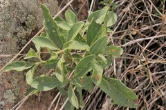 Physalis pumila hispida
