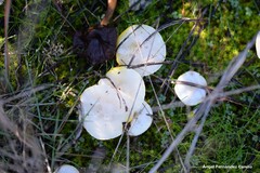 Hygrophorus chrysodon