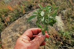 Physalis pumila hispida