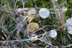 Hygrophorus chrysodon