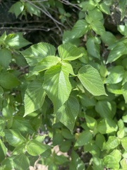 Acalypha ostryifolia