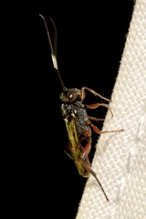 Apaeleticus bellicosus