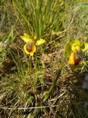 Ophrys lutea