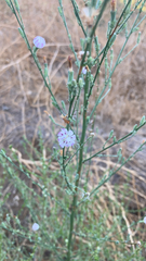 Stephanomeria diegensis