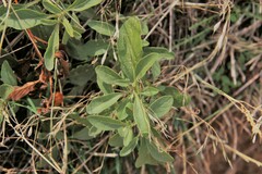 Physalis pumila hispida