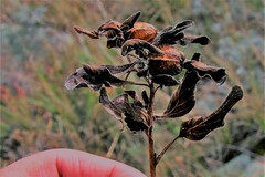 Physalis pumila hispida