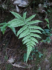 Athyrium delavayi subrigescens