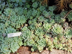 Echeveria prolifica