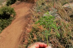 Physalis pumila hispida