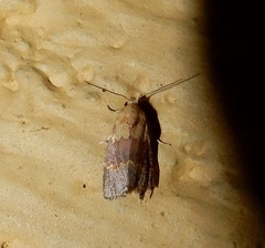 Acontiinae