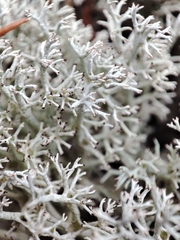 Cladonia arbuscula mitis