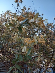 Brachylaena discolor