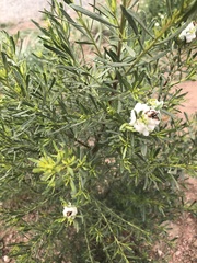 Baccharis sarothroides