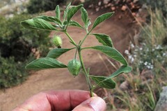 Physalis pumila hispida