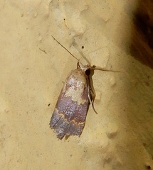 Acontiinae