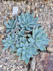 Echeveria subalpina