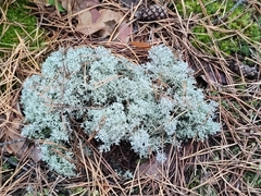 Cladonia arbuscula mitis