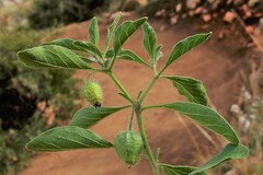 Physalis pumila hispida