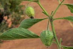 Physalis pumila hispida