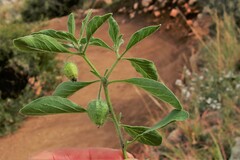 Physalis pumila hispida