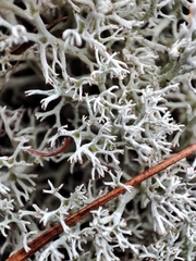 Cladonia arbuscula mitis