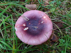 Russula atropurpurea