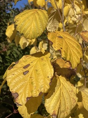 Hamamelis