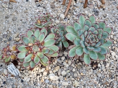 Echeveria pulidonis